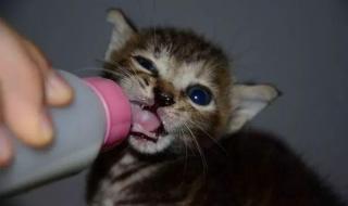 猫可以吃酸奶吗 猫可以喝酸奶吗